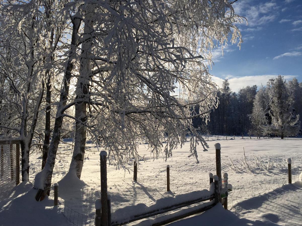 Ylämylly Ollilan Tupa Joensuun Laehellae B&B 외부 사진